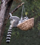 15 Lemur In A Basket