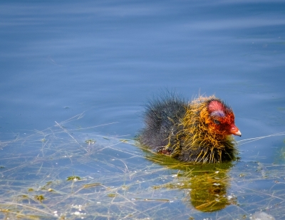 46 Coot Chick