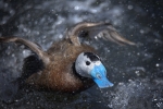 61 White Headed Duck In A Rush