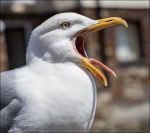 73 Yawning Gull