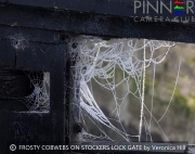 FROSTY-COBWEBS-ON-STOCKERS-LOCK-GATE-by-Veronica-Hill
