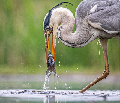 FISH-OUT-OF-WATER-by-Anne-Marie-Smith-HRP