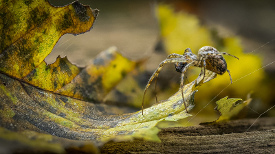 WELCOME-TO-MY-PARLOUR-by-Jeremy-Shindler-CRC