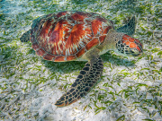 02-GREEN-SEA-TURTLE-by-Chris-Warby-LEB
