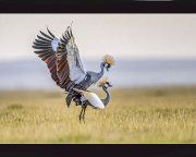 02-MATING-CROWN-CRANES-By-Keith-Worthington-OXF