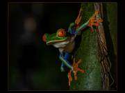 02-Red-Eye-by-Una-White-TRI