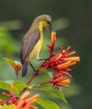 03-FEMALE-OLIVE-BACKED-SUNBIRD-DRINKING-NECTAR-by-Veronica-Hill-PIN