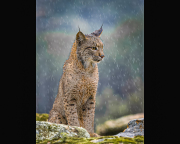 04-LYNX-by-Alan-Lewis-OXF-Phil-Warrington