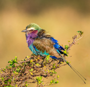 05-LILAC-BREASTED-ROLLER-by-Wendy-Taylor-LEB