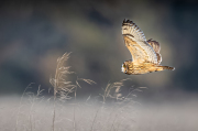 06-SHORT-EARED-OWL-QUARTERING-by-Brian-Ridgley-AME