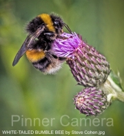 WHITE-TAILED BUMBLE BEE