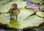 Duckling-on-a-Lily-Pad-by-Lew-Wasserstein