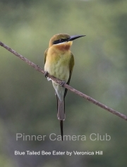 Veronica-Hill-4_BLUE-TAILED-BEE-EATER-by-Veronica-Hill