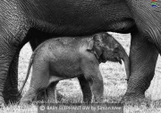 Baby Elephant BW