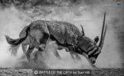 BATTLE-OF-THE-ORYX-by-Stan-Hill