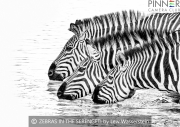 Zebras in the Serengeti