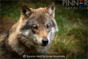 Eurasion-Wolf-by-Kevan-Rosendale-1
