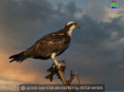 GOOD-DAY-FOR-AN-OSPREY-by-PETER-MYERS