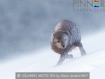 ICELANDIC-ARCTIC-FOX-by-Alison-Jenkins-WAT