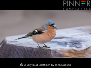 A very loud Chaffinch