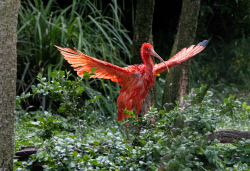 Scarlet Ibis Lift Off by LW