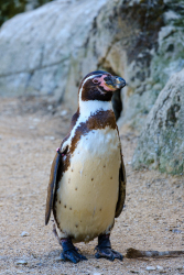 penguin by Judi Saunders