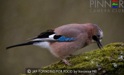 JAY-FORAGING-FOR-FOOD-by-Veronica-Hill