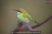 LITTLE-GREEN-BEE-EATER-by-Veronica-Hill