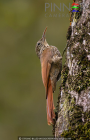 STRONG-BILLED-WOODCREEPER-by-Veronica-Hill