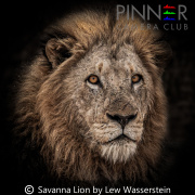 Savanna Lion
