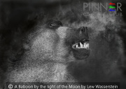 A Baboon by the light of the Moon