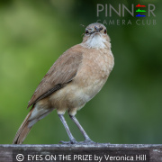 EYES-ON-THE-PRIZE-by-Veronica-Hill