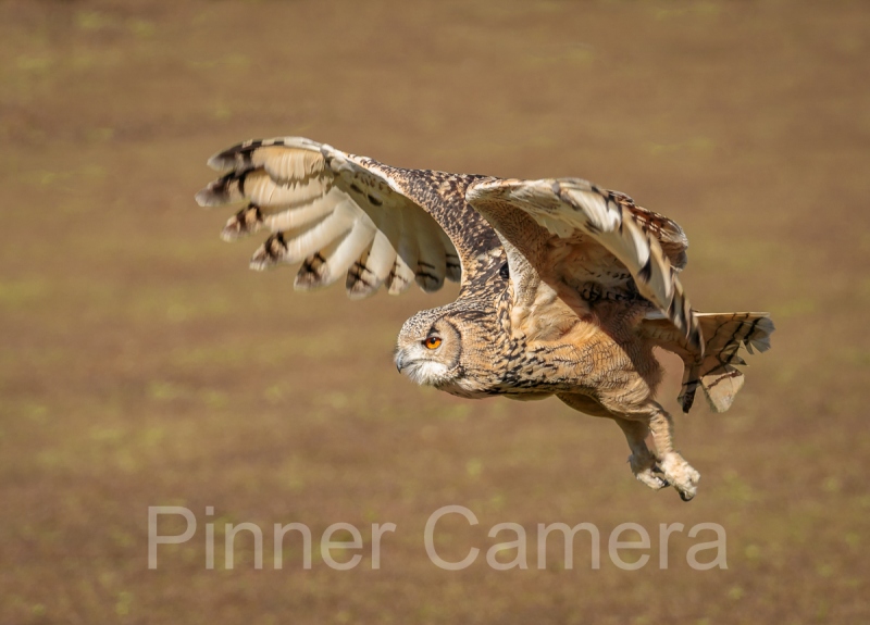 Bengal Eagle Owl in Flight