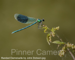 Banded Demoiselle