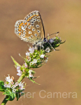 COMMON-BLUE-BUTTERFLY-by-Steve-Cohen