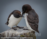 COURTING-RAZORBILLS-by-Natalie-Levy