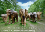 ELEPHANTS-ON-THE-MOVE-By-Judi-Saunders