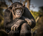 LewWasserstein-Watchful-Chimpanzee-by-Lew-Wasserstein