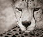 Natalie-Levy-ORPHANED-CHEETAH-SYLVESTER-by-Natalie-Levy