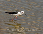 steve-cohen-BLACK-WINGED-STILT-by-Steve-Cohen
