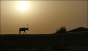 Desert Oryx