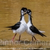 BLACK-NECKED-GALAPAGOS-STILTS-COURTING-by-Veronica-Hill