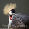 CROWNED-CRANE-by-Les-Spitz