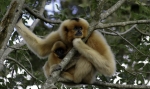 Golden-Cheeked-Gibbon-Infant