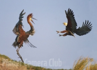 fish-eagle-and-goliath-heron-botswana