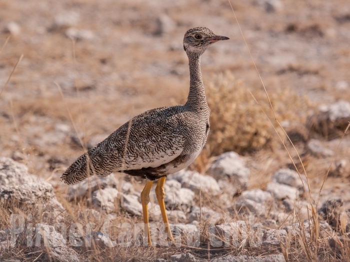 RED CRESTED KORHAAN NAMIBIA