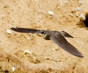 sand-martin-cleaning-the-nest-by-martin-roberts2