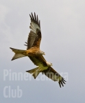 two-for-one-red-kite-by-martin-roberts