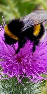 Michael-Lurie-Bumble-Bee-on-Thistle