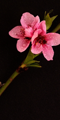 Michael-Lurie-Cherry-Blossom